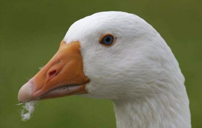 水禽養(yǎng)殖有哪些新技術(shù),經(jīng)濟(jì)效益怎樣?如何挑選適合的水禽養(yǎng)殖品種