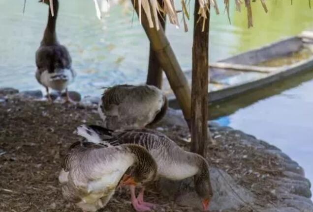 水禽養(yǎng)殖有哪些新技術(shù),經(jīng)濟(jì)效益怎樣?如何挑選適合的水禽養(yǎng)殖品種