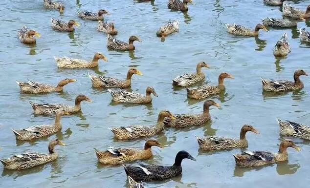 水禽養(yǎng)殖有哪些新技術(shù),經(jīng)濟(jì)效益怎樣?如何挑選適合的水禽養(yǎng)殖品種